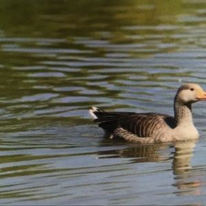 Meet your Posher, Meredith